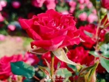 怎樣讓月季開更多更大的花？