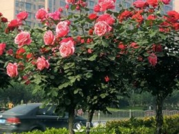 樹狀月季為何開花少？養(yǎng)分缺乏或失衡只是其一
