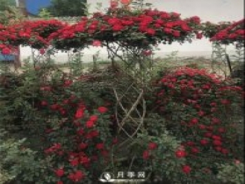 同樣的月季，不一樣的玩法，南陽(yáng)造型月季系列