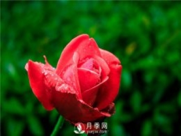 月季生長(zhǎng)對(duì)環(huán)境的要求，很簡(jiǎn)單
