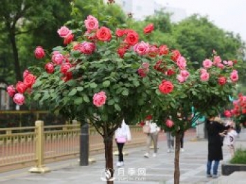 月季的養(yǎng)護(hù)方法和注意事項(xiàng)
