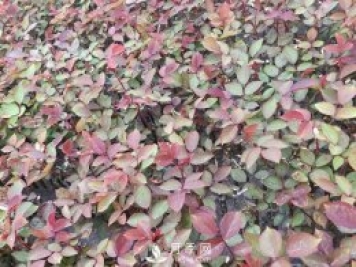 南陽(yáng)月季小苗3月長(zhǎng)勢(shì)茁壯，4月進(jìn)入上市售賣期