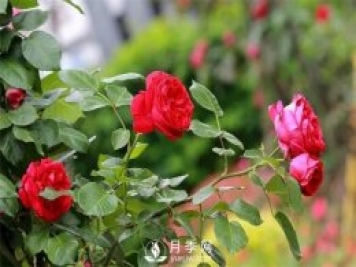 微月和藤本和灌木月季的區(qū)別，超容易分辨！