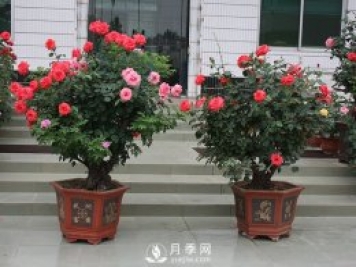 樹樁盆景的制作方法，樹樁盆景月季制作教程