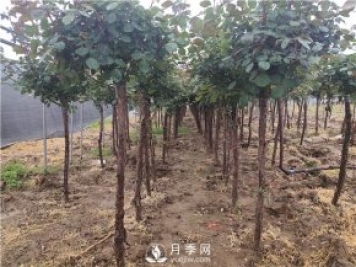南陽(yáng)月季苗圃4月份管理重點(diǎn)工作