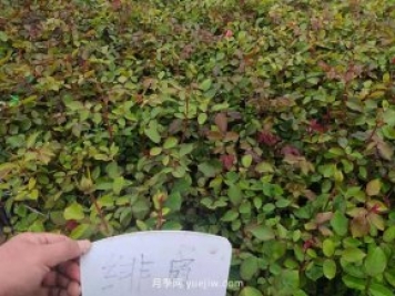 南陽月季春天需要防治哪些病害呢？