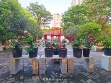 福州茶亭公園月季花開，芬芳美爆！