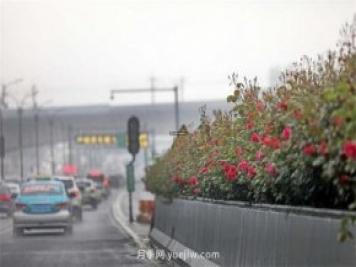 杭州高架月季進入開放期，花開引領杭州月季美景