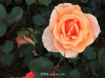 南陽月季什么時候剪枝
