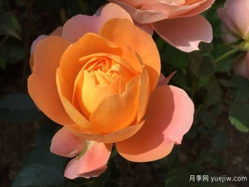 血腥橙色月季的優(yōu)缺點(diǎn)是什么？