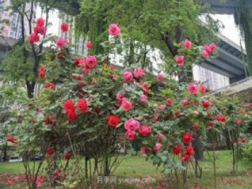 成都“高顏值”月季花開正艷，50多個(gè)品種美爆街頭