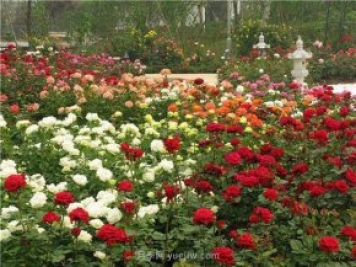 上海顧村公園500多畝月季正處盛花期，5.1期間置身于月季花海