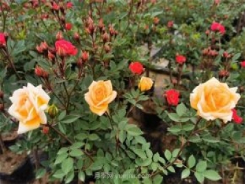 再等等盛花期，南陽現(xiàn)在賞月季為時還早
