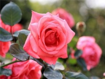 養(yǎng)月季常犯的錯(cuò)誤，花苞打開(kāi)后還用不用施肥？