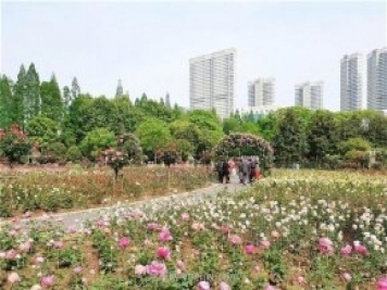 武漢市第十三屆月季展，青山和平公園等你來打卡