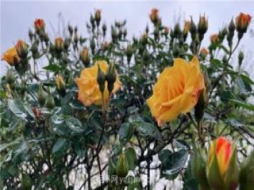 襄城無處不飛花，襄陽首屆月季文化旅游節(jié)開幕