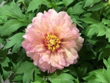 洛陽(yáng)牡丹花開放日期與花期管理