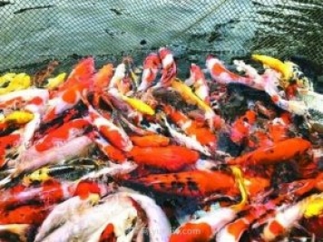 南陽鎮(zhèn)平縣：小金魚“游”出大產(chǎn)業(yè)
