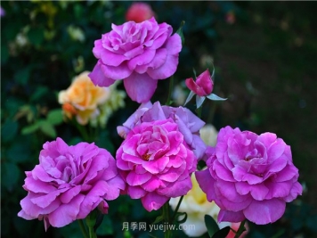 南昌濱江月季園，帶你去看天下風流的江西月季花