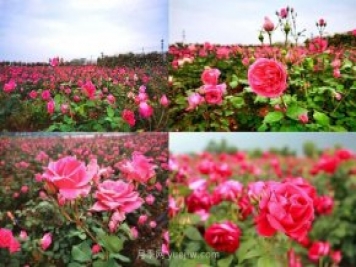 北京月季文化節(jié)5月18開幕，11大展區(qū)可欣賞月季美景
