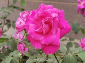 北京月季花花世界中，高貴的紫色月季醉迷人