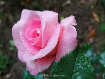 實體店買月季花更放心，為什么花友還喜歡從網(wǎng)上買？