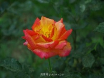 賞石家莊月季市花，遨游月季公園五月花海