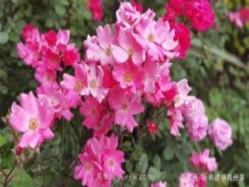 沒(méi)有最美只有更美的北京月季