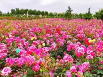 月季花開相約咸陽，去咸陽看月季