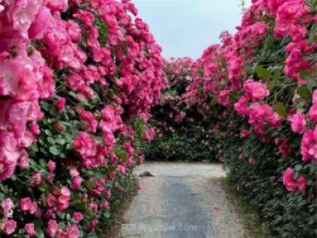 鄭州漫花里藤本月季花海，網(wǎng)友稱之為“花海迷宮”紛紛去打卡