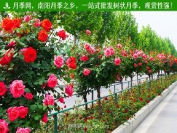 南陽樹狀月季成杭州“網紅” 明年將開到上塘河和余杭塘河河畔