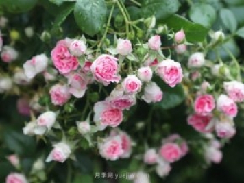 推薦4個品種，皮實好養(yǎng)開花量大，打造藤本花瀑布