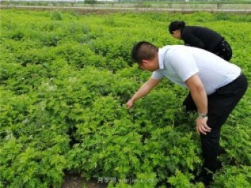 社旗艾草產(chǎn)業(yè)，艾成熟香滿田