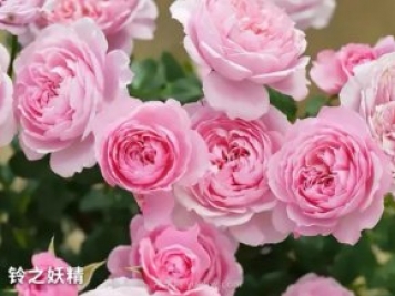 推薦陽臺黨必入的四款微型月季品種，你猜到了嗎