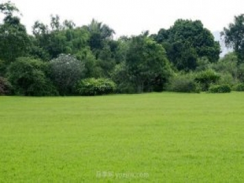 如何進行草坪滾壓？有什么方法？