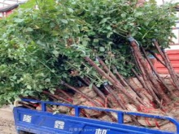 月季樹什么時候移栽最好？月季的最佳插枝時間？