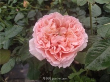 夏天如何養(yǎng)月季？月季可以活多少年？