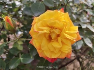 家庭養(yǎng)花葉子發(fā)黃的5種表現(xiàn)和解決辦法