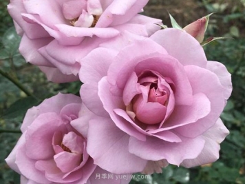 紫色慕莎月季的優(yōu)缺點是什么？