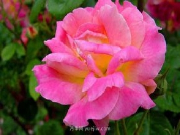月季新芽發(fā)黑怎么辦？5種常見原因要區(qū)分對待