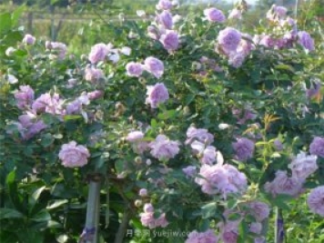 打造小型月季花墻，推薦4款藤本月季