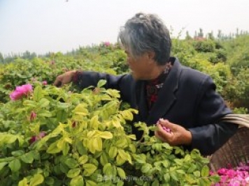 新鄉(xiāng)輝縣：繽紛玫瑰撲鼻香 幸?；ㄩ_富老鄉(xiāng)