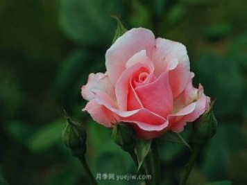 月季花需要在什么時(shí)候扦插？扦插的辦法有哪些？