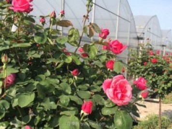 月季花的種子如何播種？需要注意哪些事項？