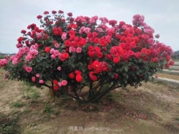 樹樁月季養(yǎng)護(hù)，這4個(gè)問題要注意
