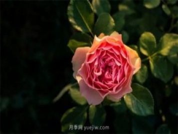 昆明李淑斌深山搞科研，為晉寧月季插“芯片”