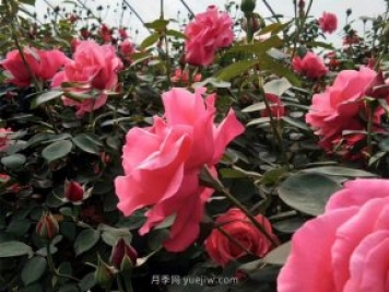 北京街頭萬(wàn)千姿態(tài)的月季花，你喜歡哪一個(gè)