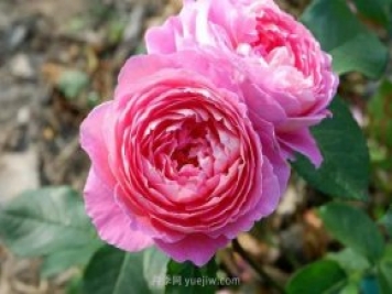夏季月季如何保持開花？除了澆水，還需做好3件事