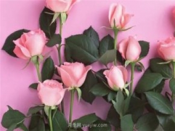 從1-9394朵玫瑰花語加圖片，送花原來這么多講究！