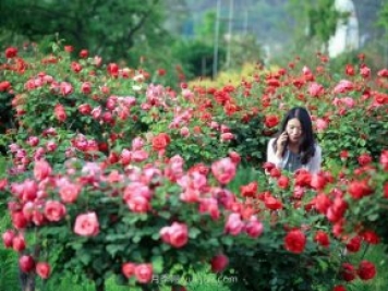 花卉旅游，“花為媒”帶動(dòng)“美麗經(jīng)濟(jì)”升級(jí)